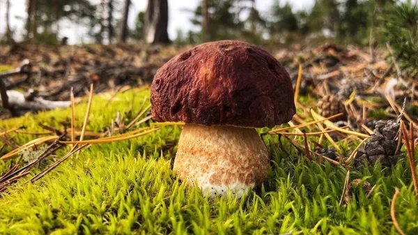 Pilze Den Wäldern Gefällt Steinpilz Edilus Beliebte Steinpilze Wald — Stockfoto