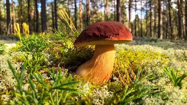 Krásný Houbový Boletus Zeleném Mechu Starý Kouzelný Les Bílá Houba Stock Fotografie