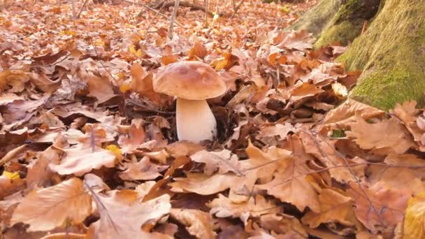 Waldpilze Wachsen Streugrasboden Herbstzeit Pilz Steht Zwischen Herbstgras Und Gelben — Stockvideo