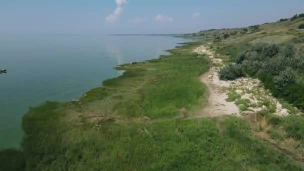 Vacas Ganado Pastando Prados Verdes Orilla Bahía — Vídeo de stock