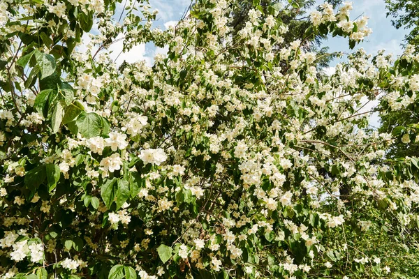 Celinda Philadelphus Ook Wel Philadelphus Coronarius Genoemd Een Onscherpe Achtergrond — Stockfoto