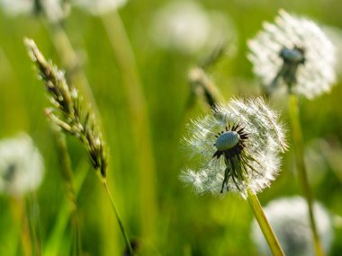 Yeşil bir çayırda karahindiba