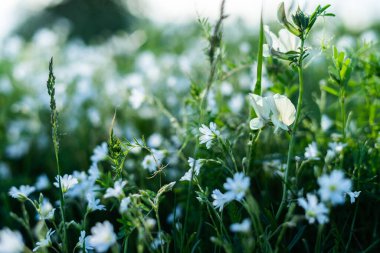 Yeşil bir çayırın arka planında küçük çiçekler