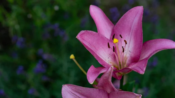Прекрасная Розовая Лилия — стоковое фото