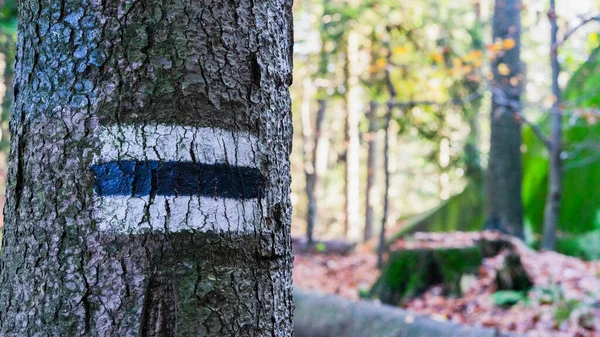 Penunjukan Jalur Hiking Hitam Pohon — Stok Foto