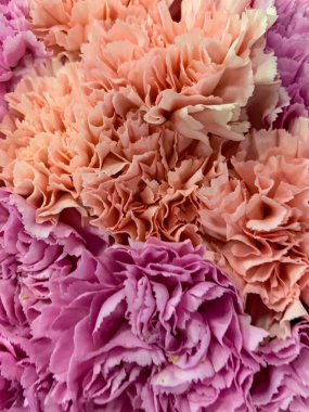 Güzel botanik fotoğrafı, doğal duvar kağıdı.