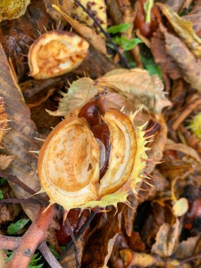 autumn background with chestnuts and leaves. top view.