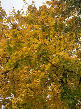 Ormanda sonbahar ağacı, akçaağaç, sonbahar