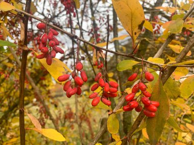 kırmızı böğürtlen