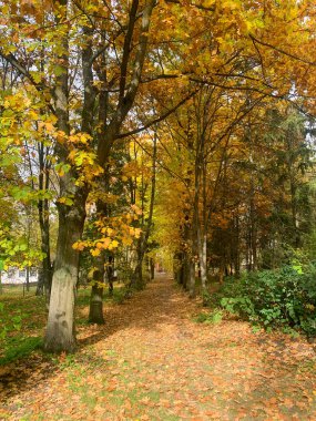 renkli yeşillik ile sonbahar park