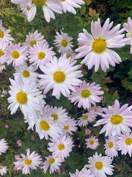 Ağaçlar ve yapraklarla güzel sonbahar manzarası, sonbaharda fırtınalı gökyüzü.