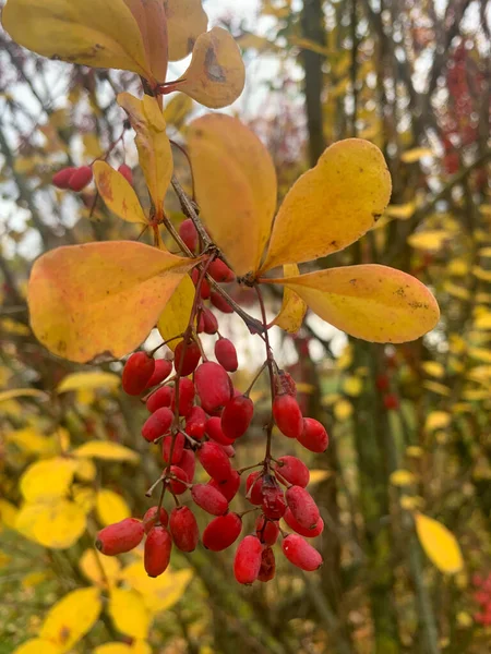 Bahçedeki ağaçta kırmızı meyveler