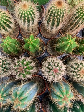 Kaktüs bitkisini kapatıyoruz.