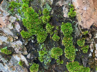 Ağaç kabuğunda yeşil yosun ve liken