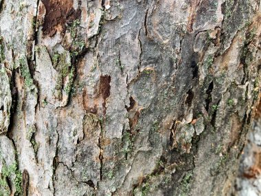 ağaç kabuğu dokusu arkaplanı