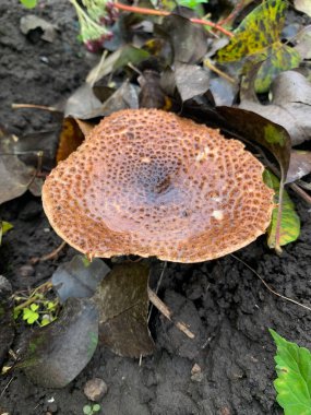 Ormandaki bir mantarın yakın çekimi.