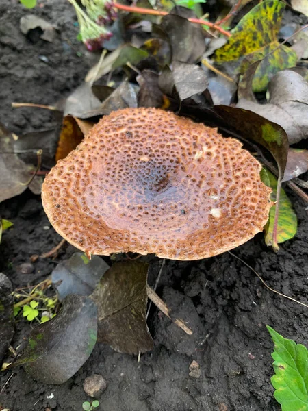 Ormandaki bir mantarın yakın çekimi.