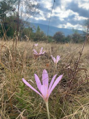 Sonbaharda dağların arka planına karşı tarlada güzel çiçekler