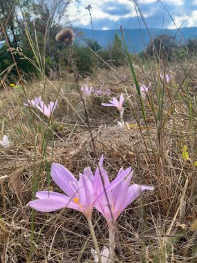Bahçedeki güzel çiçekler, ormandaki mor çiçek.