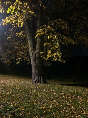 Ormanda sonbahar manzarası