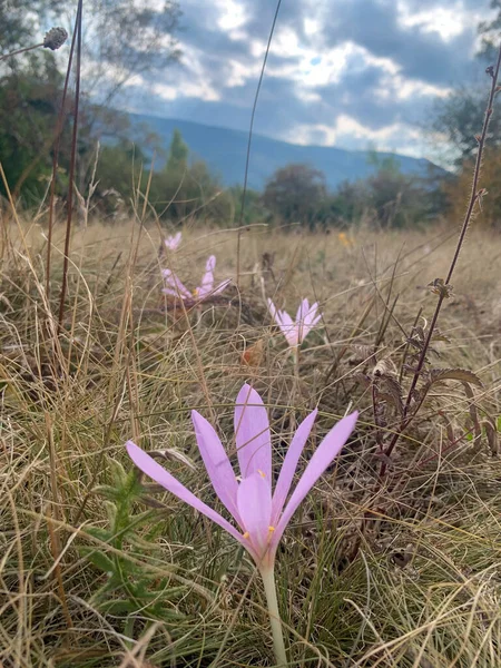 Ormanda güzel mor çiçekler