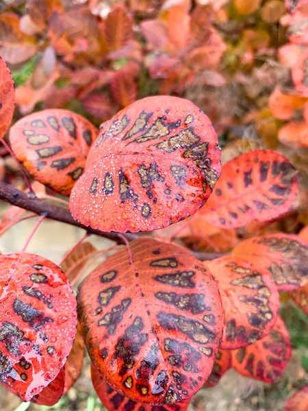 Bahçede sonbahar yaprakları