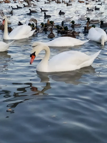 Gölde yüzen beyaz kuğu..