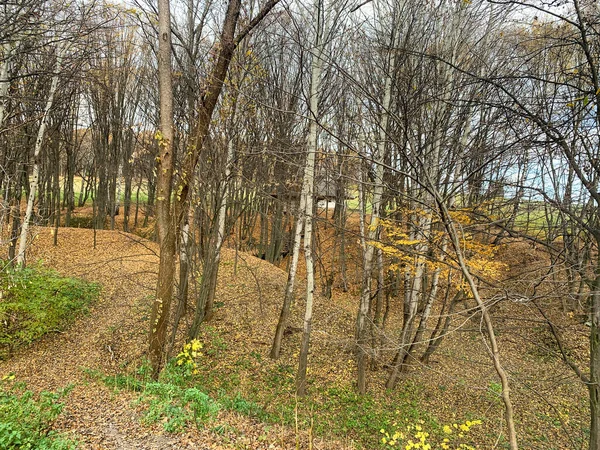 Ormanda patikası olan güzel bir manzara.