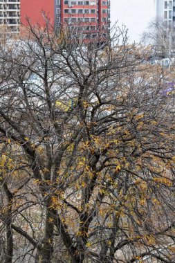 Güzel botanik fotoğrafı, doğal duvar kağıdı.