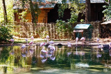 Hayvanat bahçesindeki havuzda flamingolar.