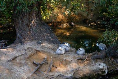 Hayvanat bahçesindeki kuşlar, hayvanat bahçesindeki ördekler