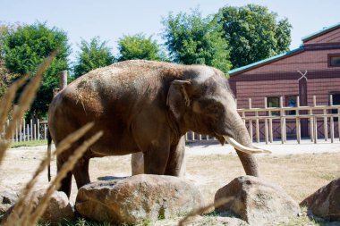 Büyük boynuzlu büyük bir fil.