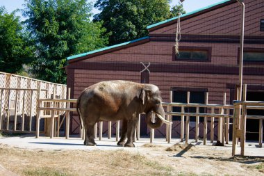 Parktaki büyük fil.