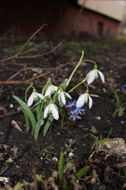 Bahar günü kar damlaları