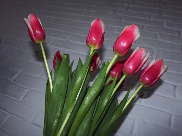 Pink Tulips White Wall — Fotografia de Stock