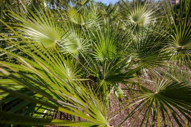 Pervane şeklindeki palmiye yapraklarının yakın çekim görüntüsü doğal tropikal desenler, canlı yeşillik ve dinamik botanik dokular oluşturur açık havada parlak güneş ışığı altında.