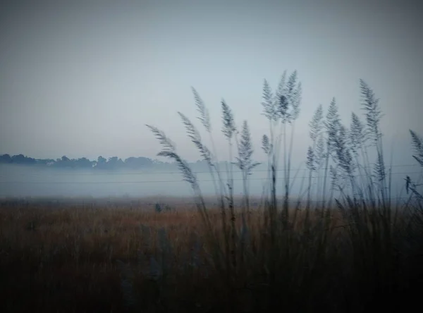 Morgens Klarer Himmel Und Gras Und Nebel Bild — Stockfoto
