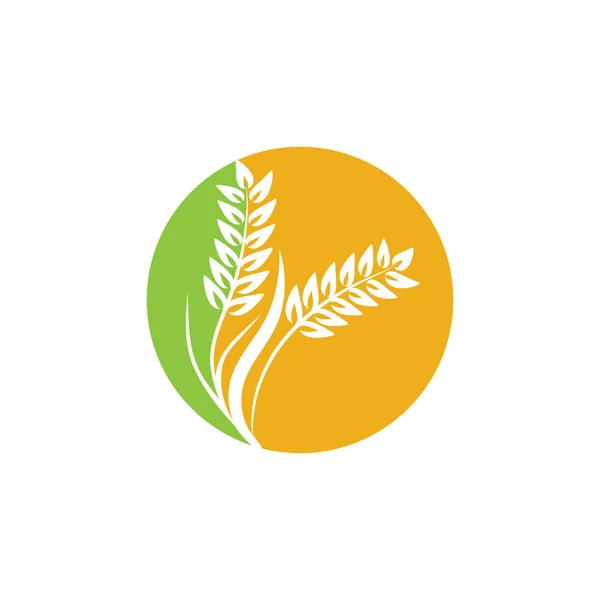 Návrh Vektoru Šablony Loga Pšenice Zemědělství — Stockový vektor