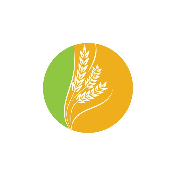 Agricultura Trigo Logotipo Plantilla Vector Icono Diseño — Vector de stock