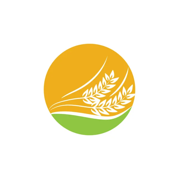Návrh Vektoru Šablony Loga Pšenice Zemědělství — Stockový vektor