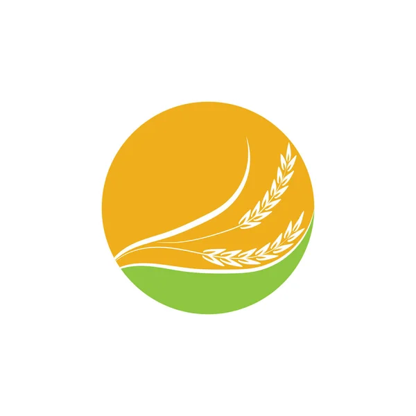 Agricultura Trigo Logotipo Plantilla Vector Icono Diseño — Archivo Imágenes Vectoriales