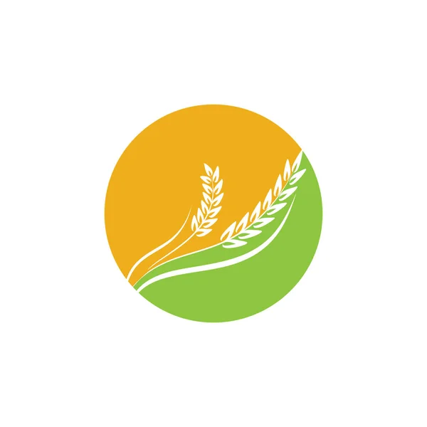 Agricultura Logotipo Trigo Modelo Vetor Ícone Design —  Vetores de Stock