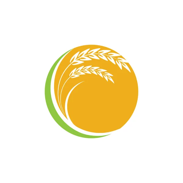 Agricultura Trigo Logotipo Plantilla Vector Icono Diseño — Vector de stock