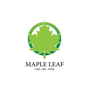 Akçaağaç yaprağı vektör çizim şablonu