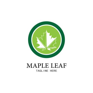 Akçaağaç yaprağı vektör çizim şablonu