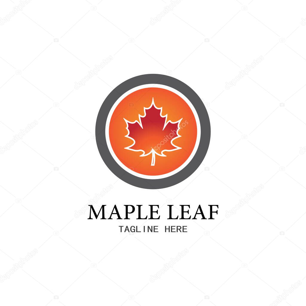 Maple leaf vector illustration design template