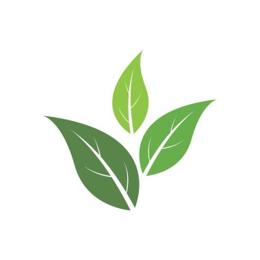 Yaprak logo vektör tasarım şablonu