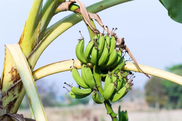 Πρώτες μπανάνες στο δέντρο — Φωτογραφία Αρχείου