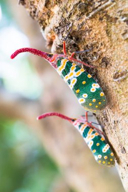 Insect perched on a tree trunk clipart