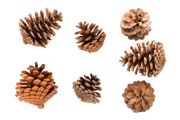 Dry pine cones — Stock Photo, Image